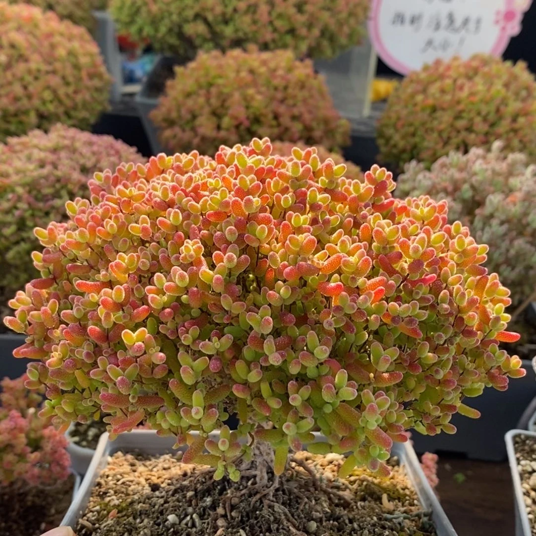 蜜橘糖球4252枝干番杏