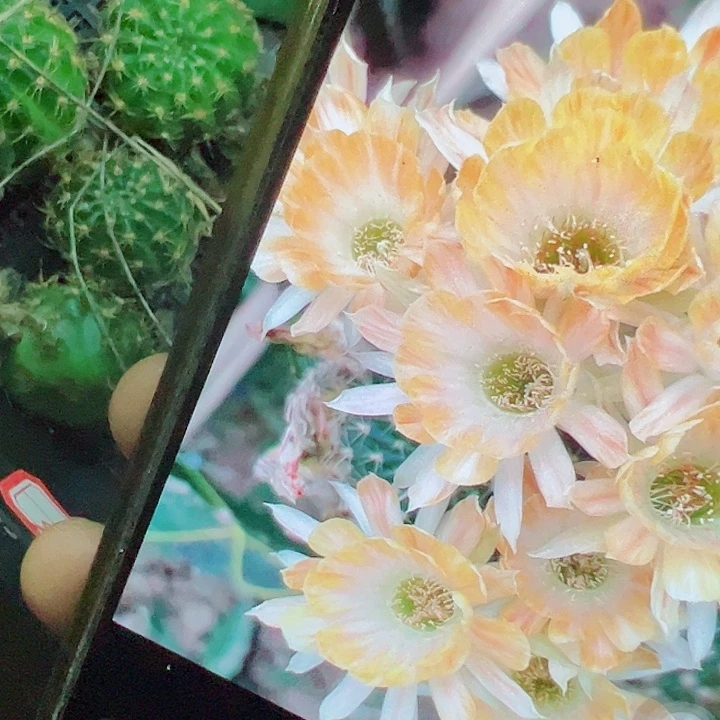 丽花 36 侧芽 满20 包邮