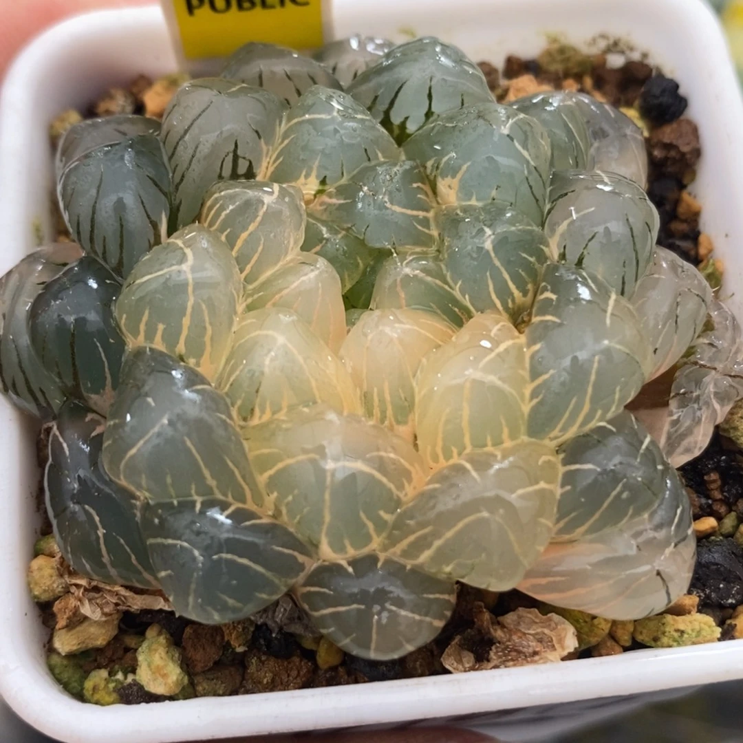 312湖水玉露锦一物一拍