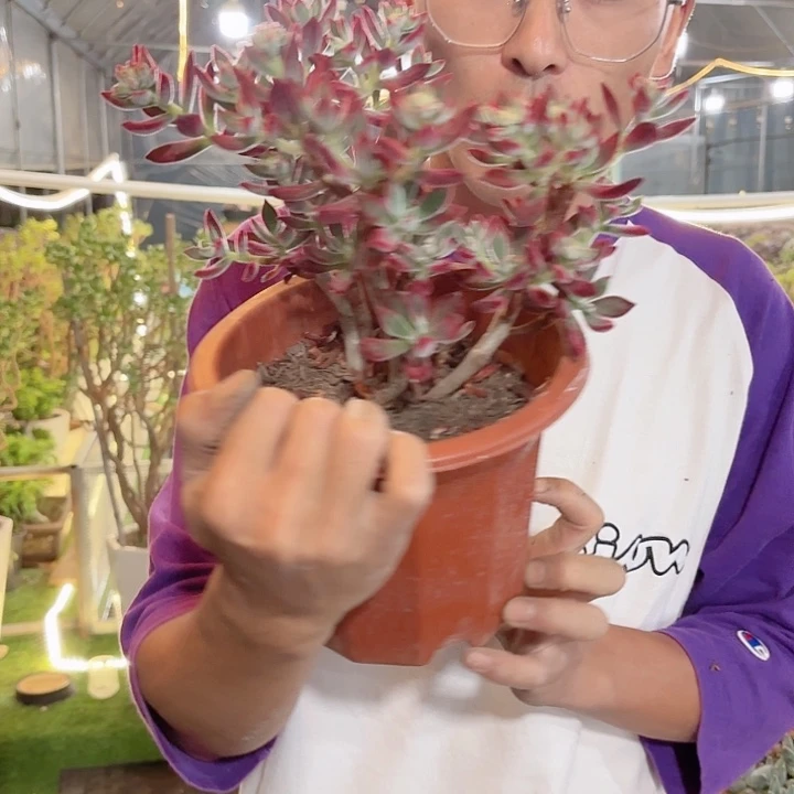 红兔耳老桩多肉盆栽