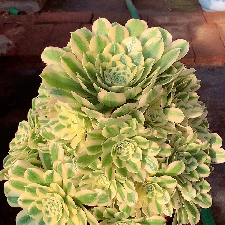 迈巴赫，多肉植物