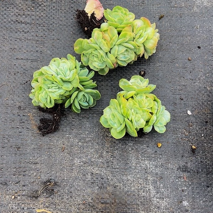 瞬***夜多肉植物泡泡缀化