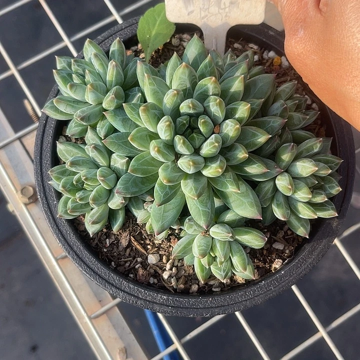 两单包邮，一物一拍，166美人