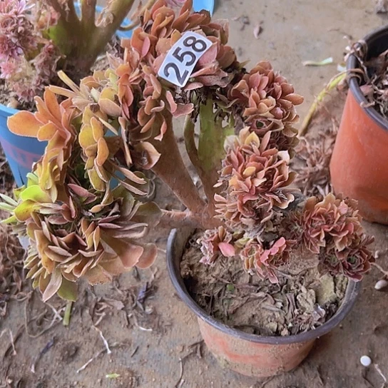 花***儿一颗多肉法师植物