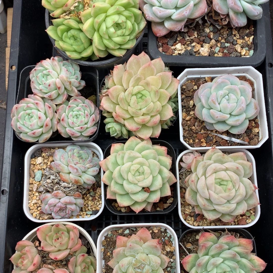 1122-10 套餐一组