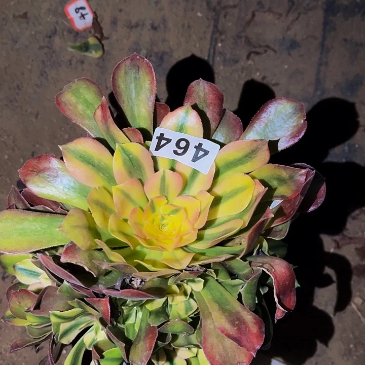 464香妃多肉植物处理不售后