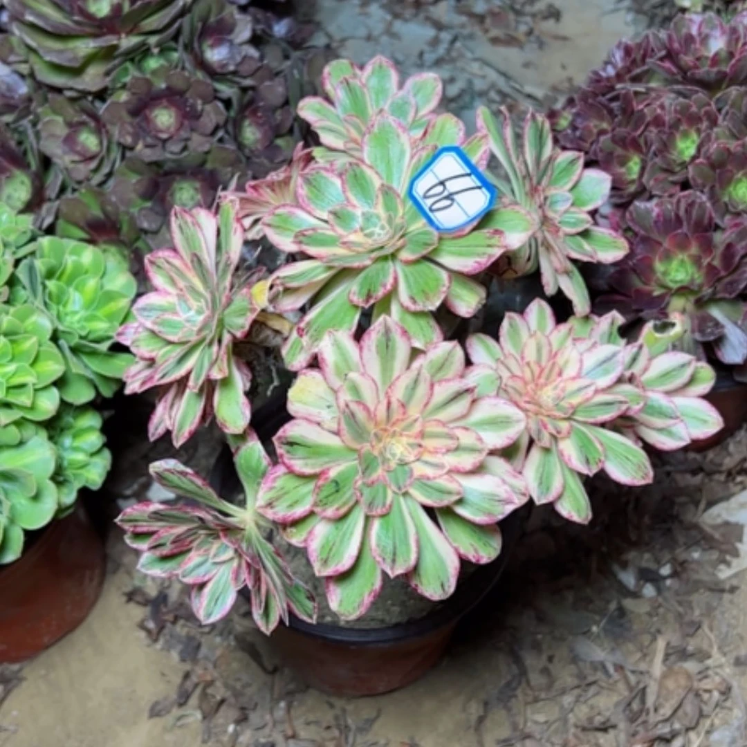 【闪购商品】微锦锦66