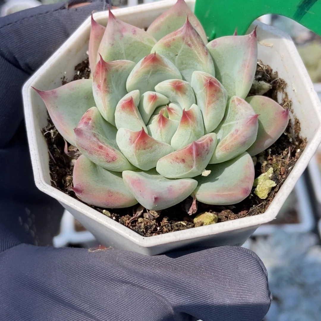 884婚戒多肉植物保护