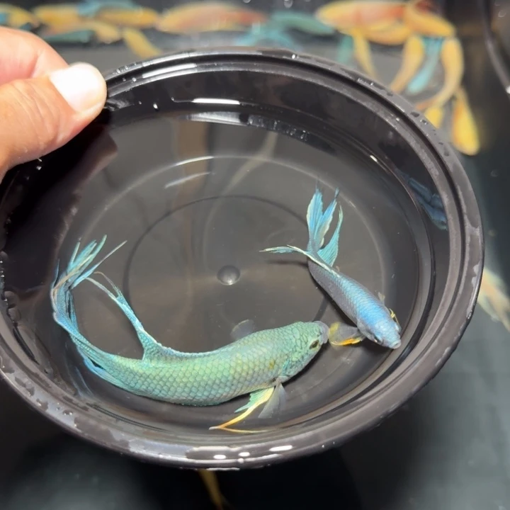 斗鱼直播间对图无纹蓝62