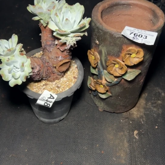 不**?种赛李娜～谢谢姐姐，7603