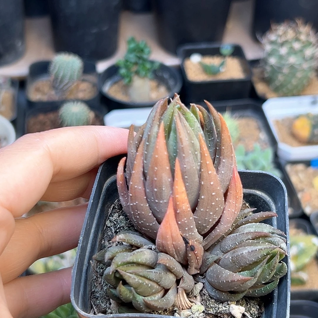 青桐硬叶十二卷一颗