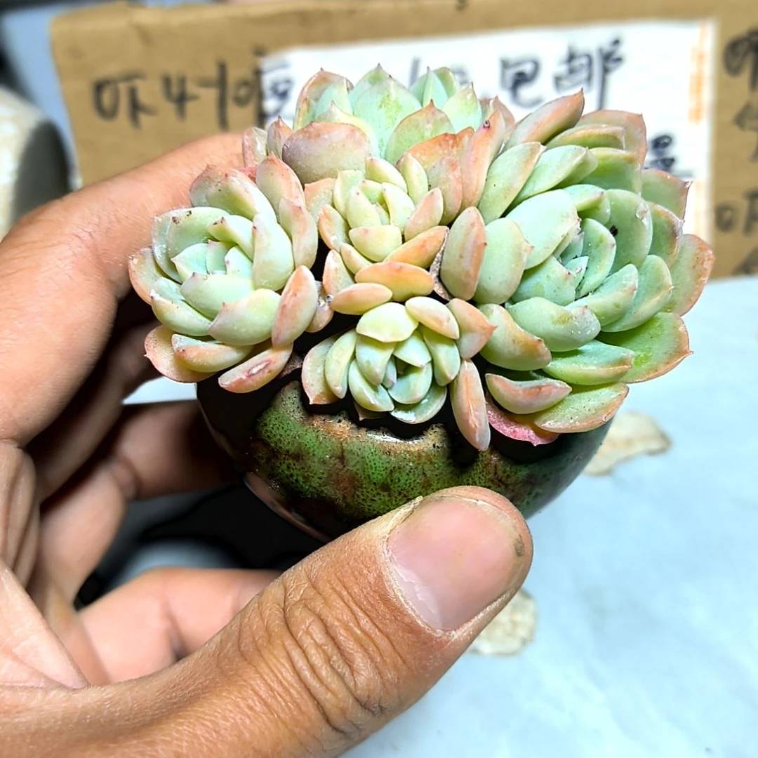 满6元包邮，#35号水莲群精品