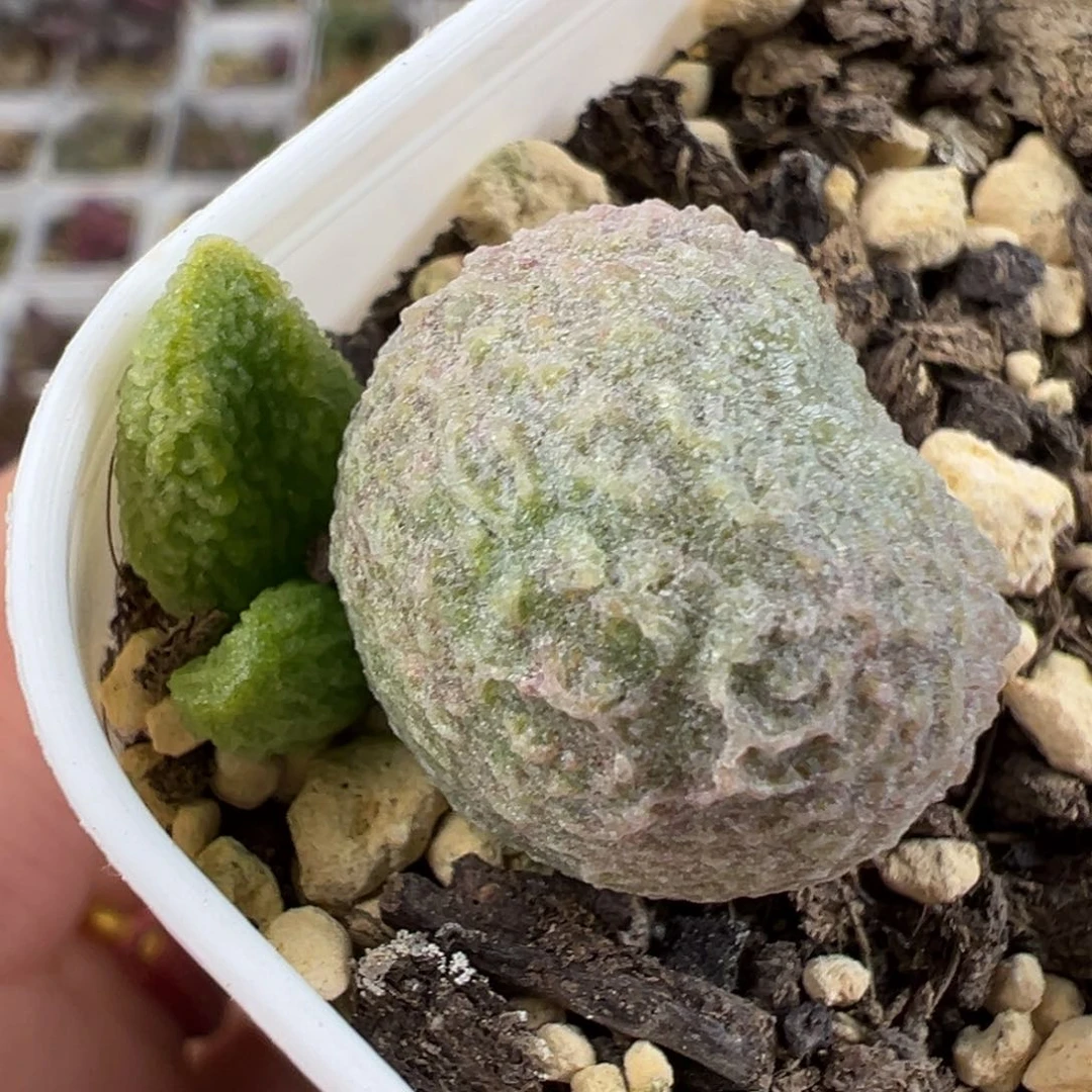 实生新品底叶苗纹路款多肉植物