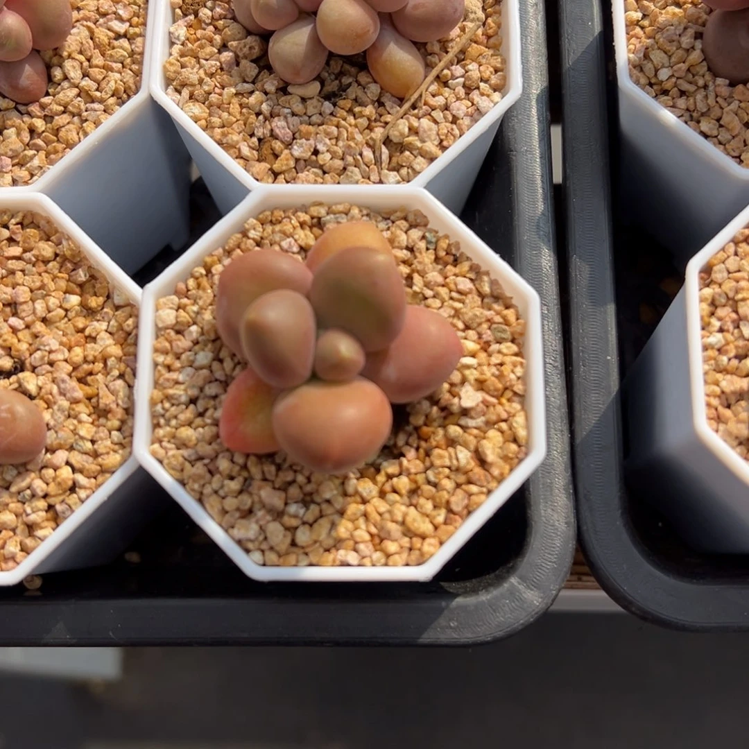 张张精品多肉芒果奶单