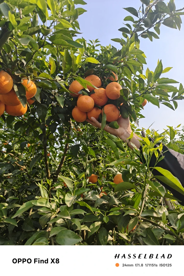 【新鲜采摘】正宗云南高山沃柑新鲜水果现摘