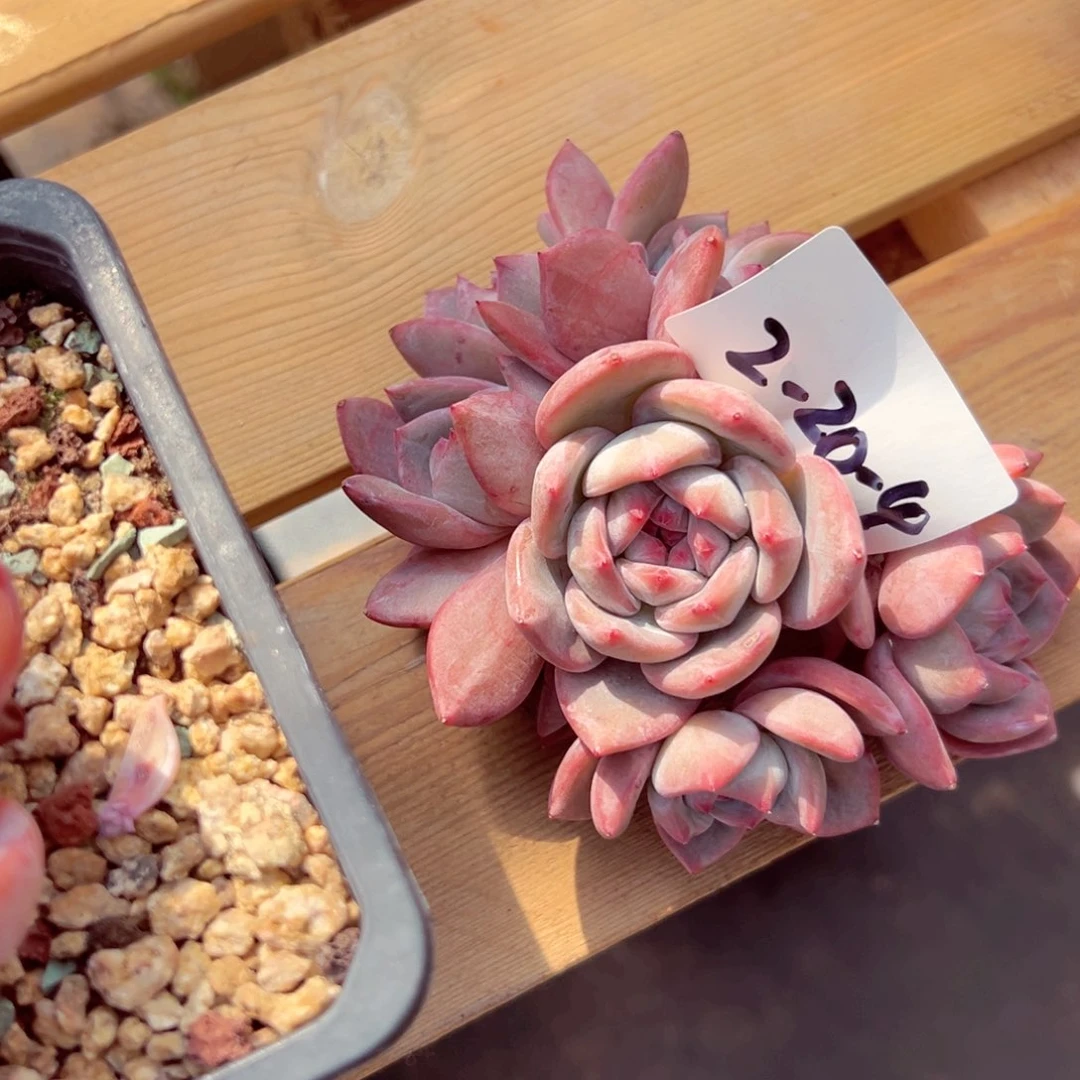 阿**姐2-20-4静好多肉园艺