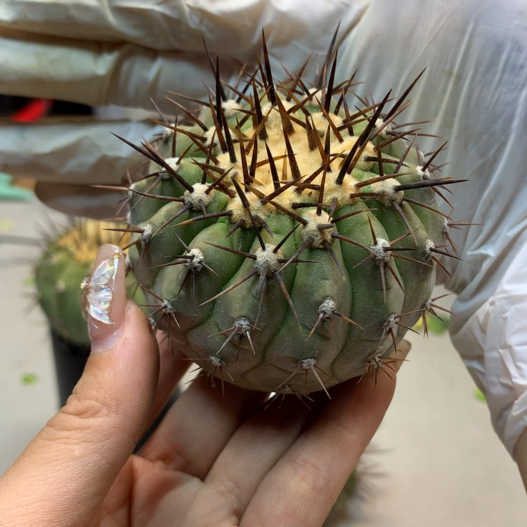 35号  黑王(无根无木心)