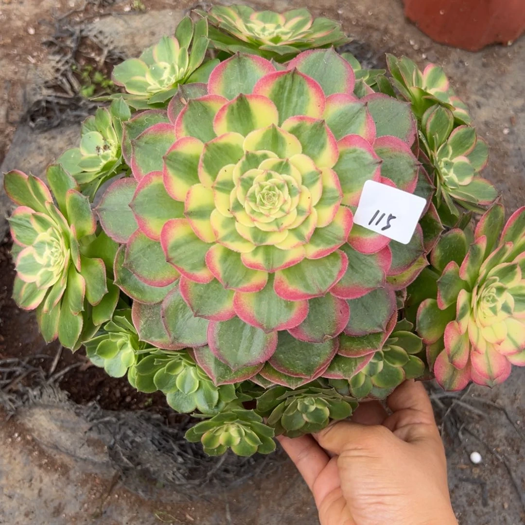 115玉芙蓉多肉植物