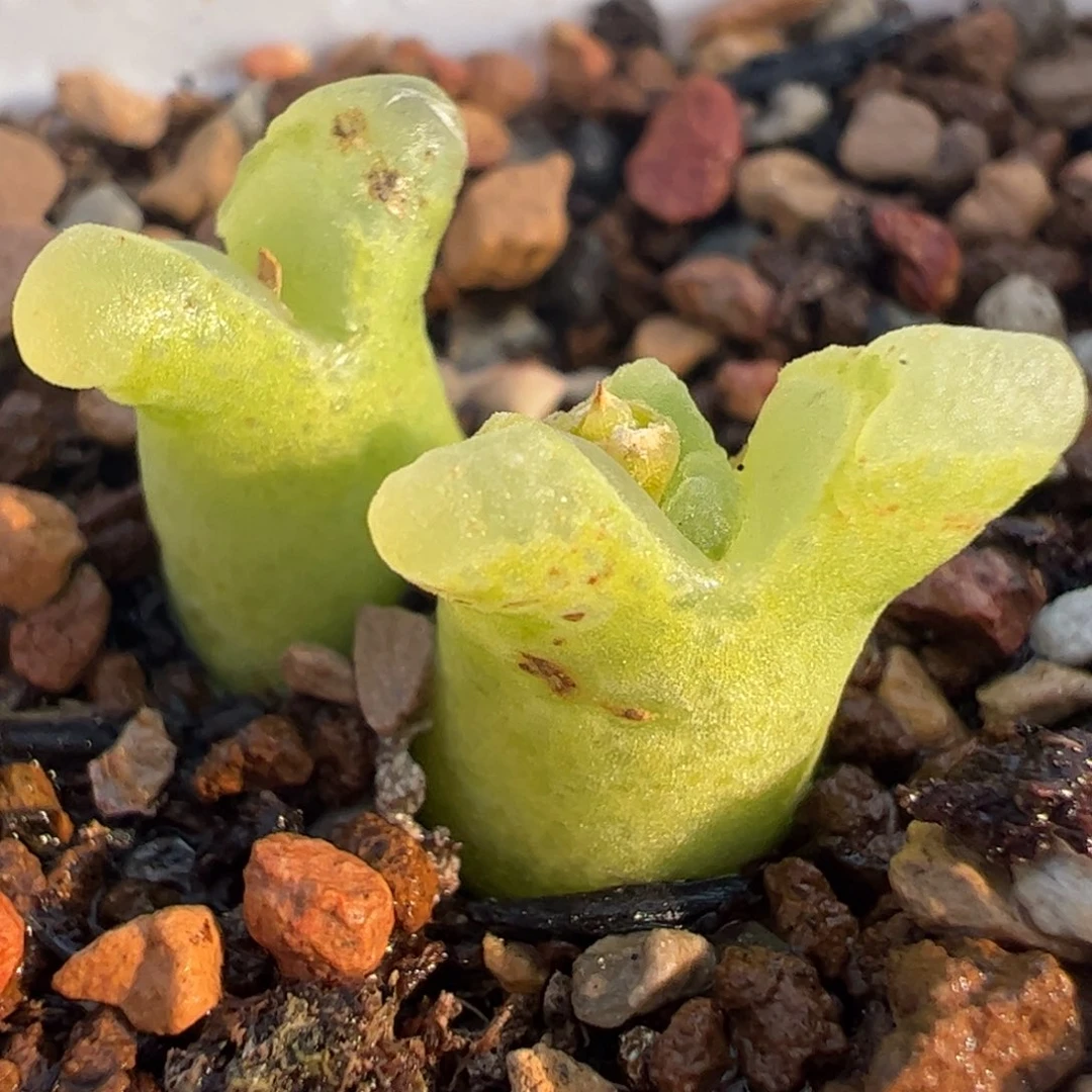 奶瓶风铃多肉植物百科
