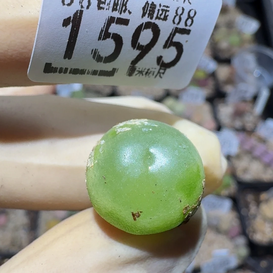 Zzzz生石花肉锥1595