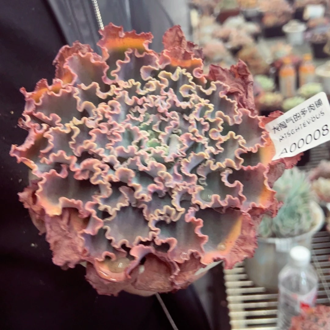 蓝狐大单头多肉植物