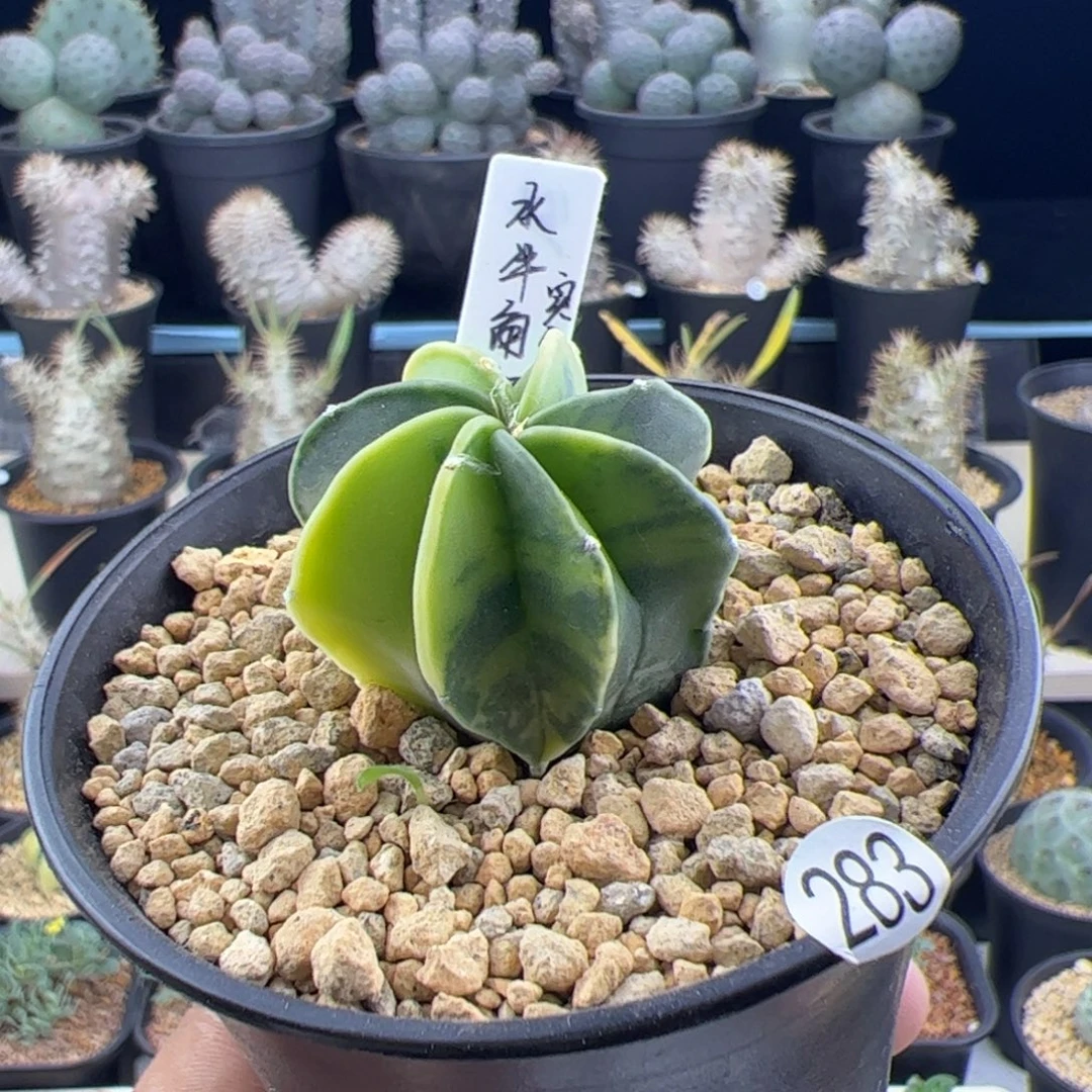 水牛角锦实生3.4一物一拍