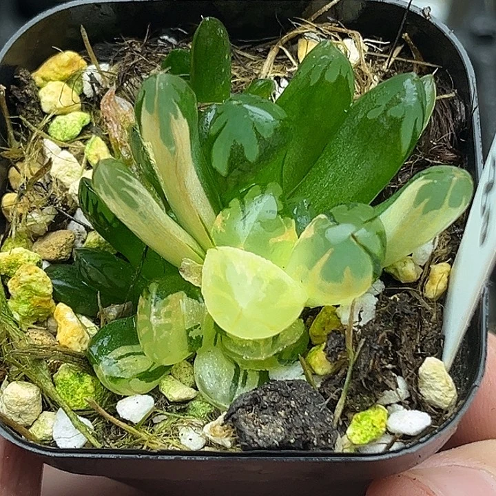 80多头红太阳玉露锦