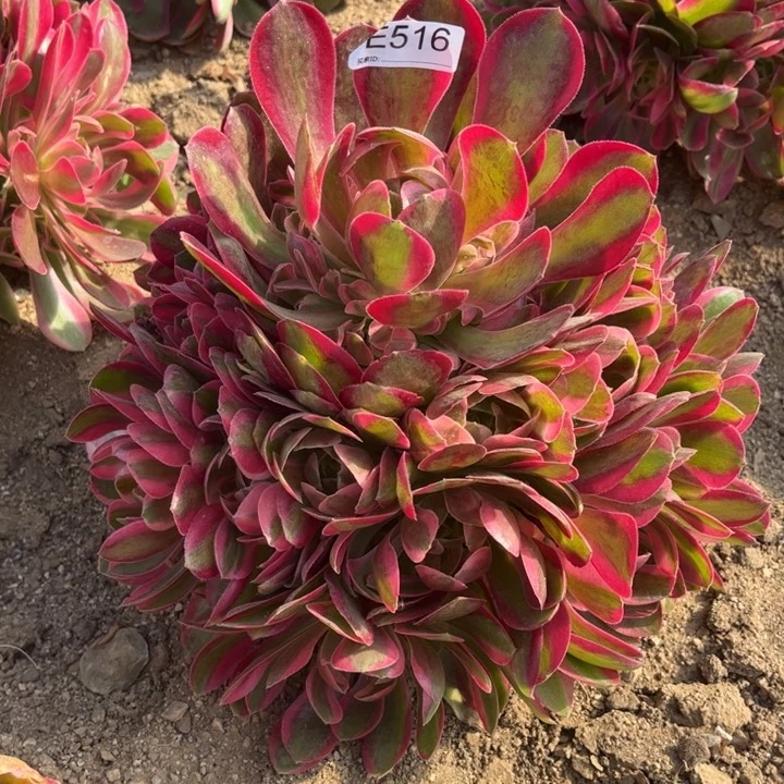 516月妖多肉植物