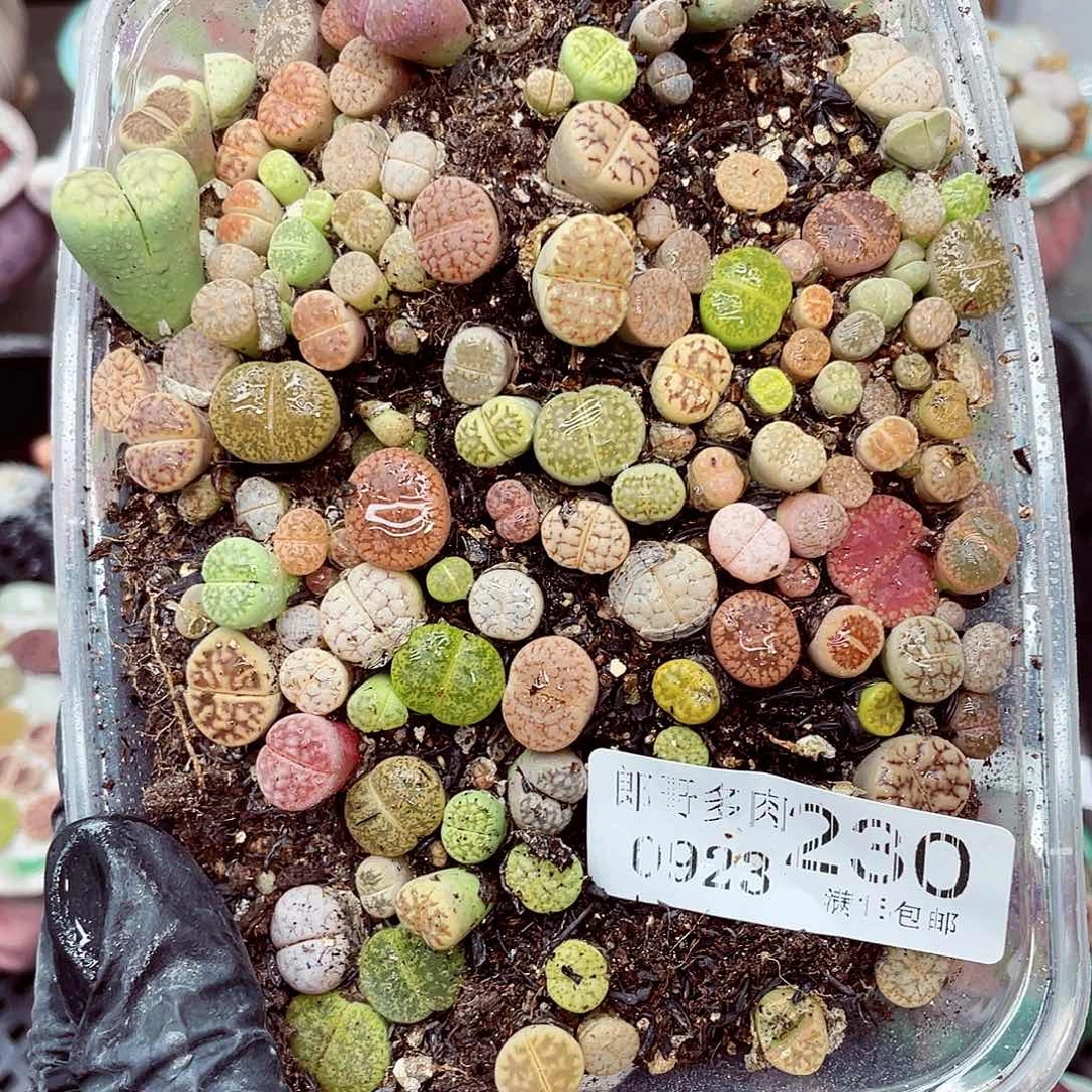 生石花满18包邮0923-230
