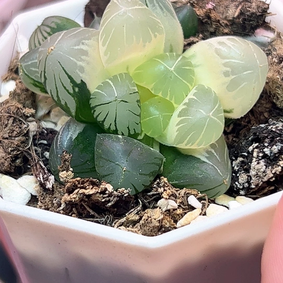 新叶糊斑地泉锦十二卷多肉