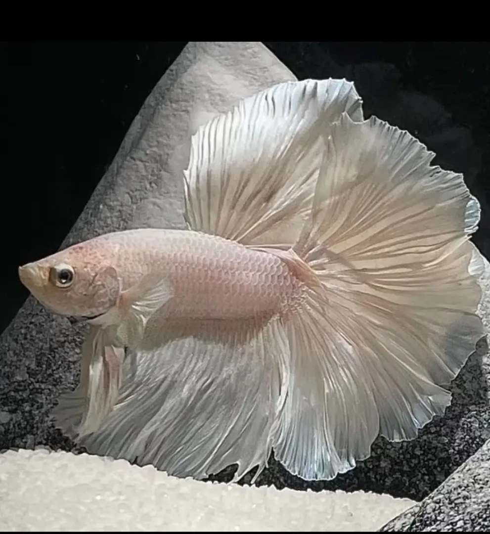 A11（241-264）泰国斗鱼小型热带观赏鱼（直播间选鱼）