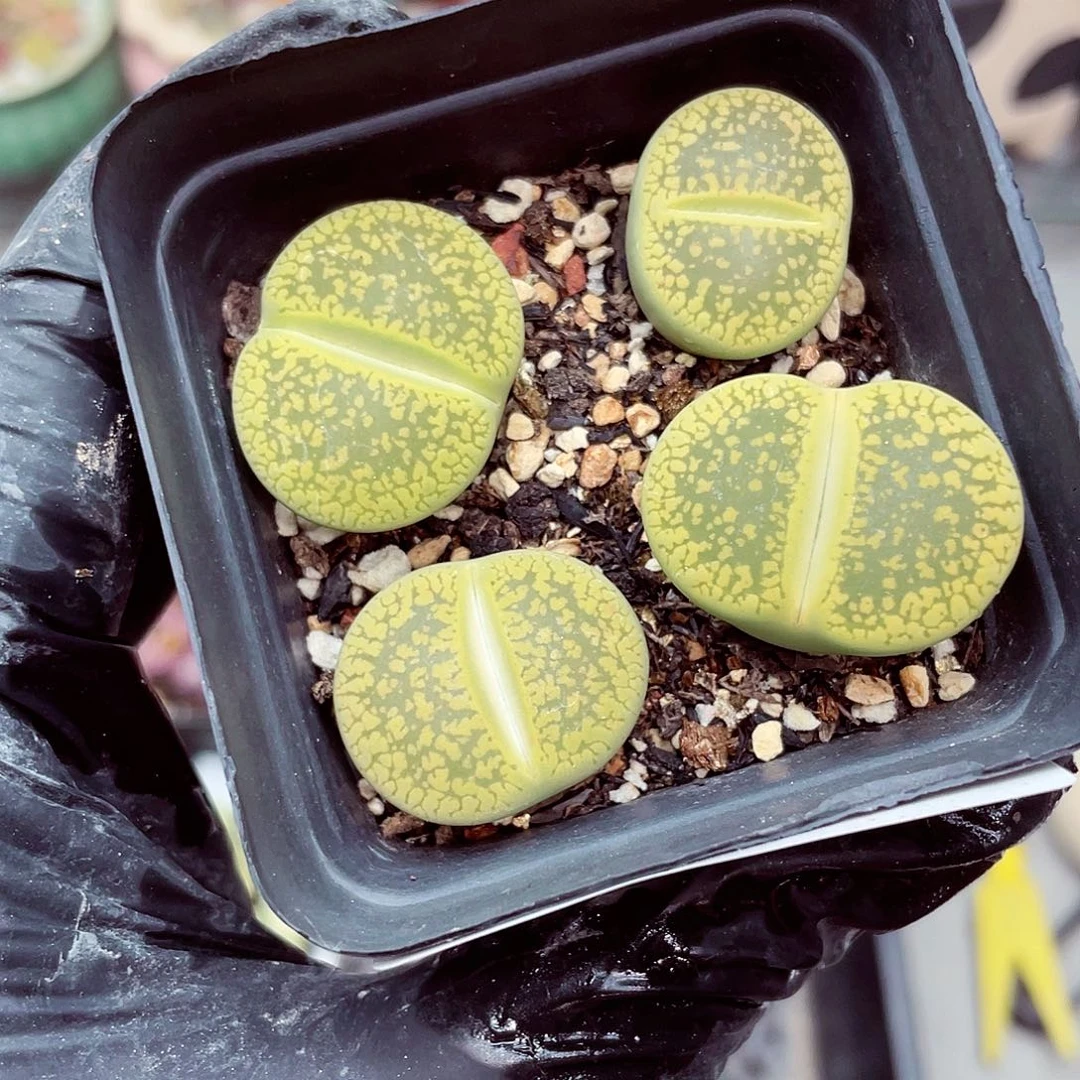 生石花满18包邮0926-54