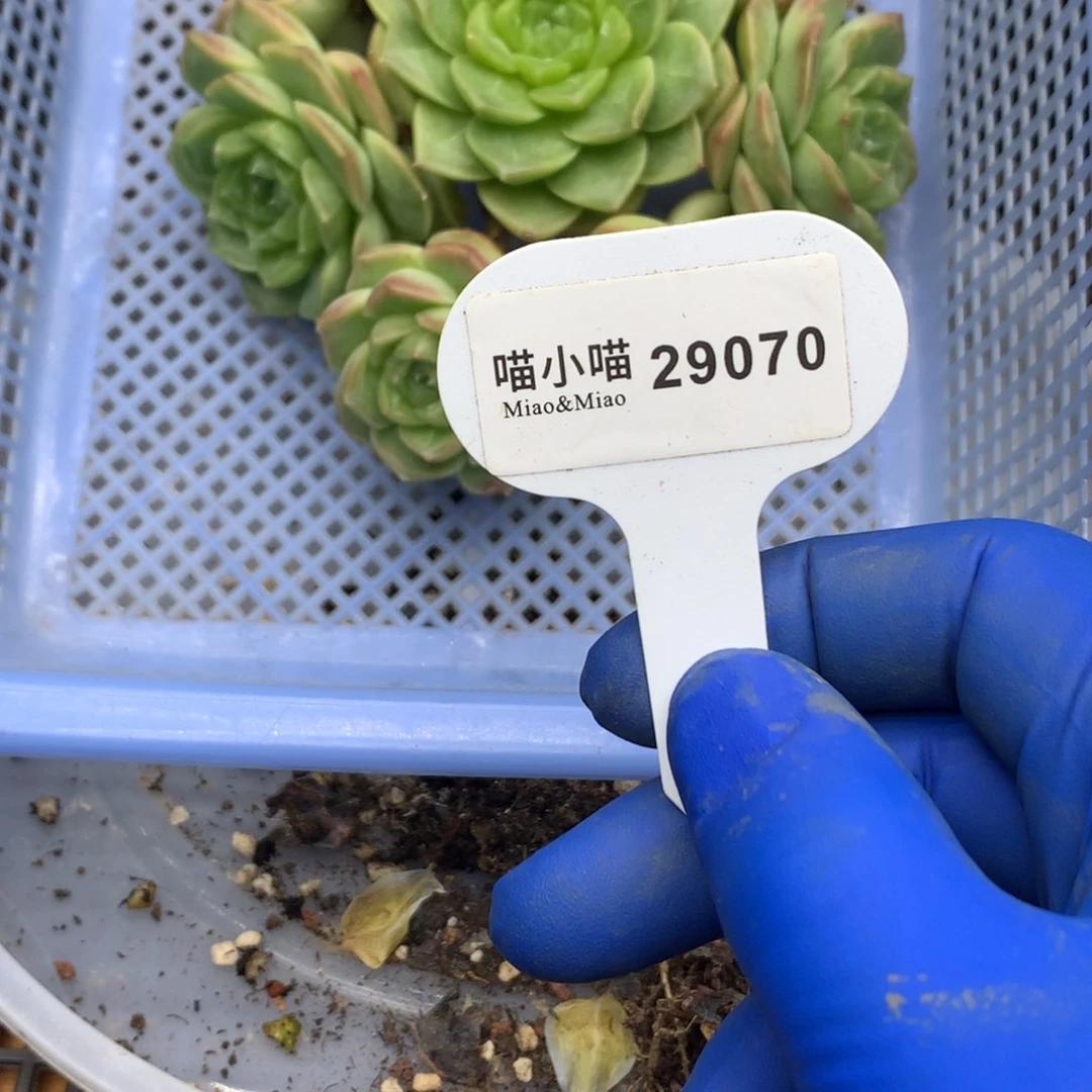 W***G多肉植物杂交珍妮