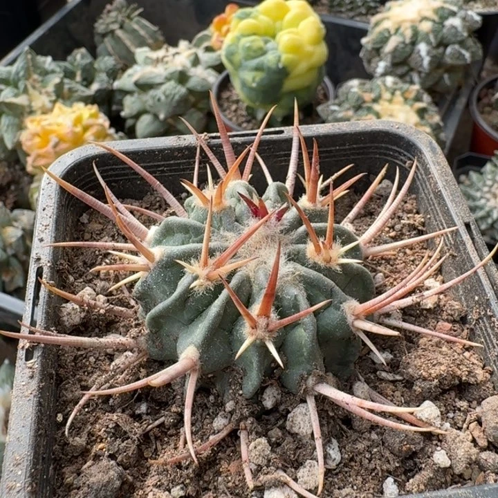 283自根宽刺龙剑仙人球