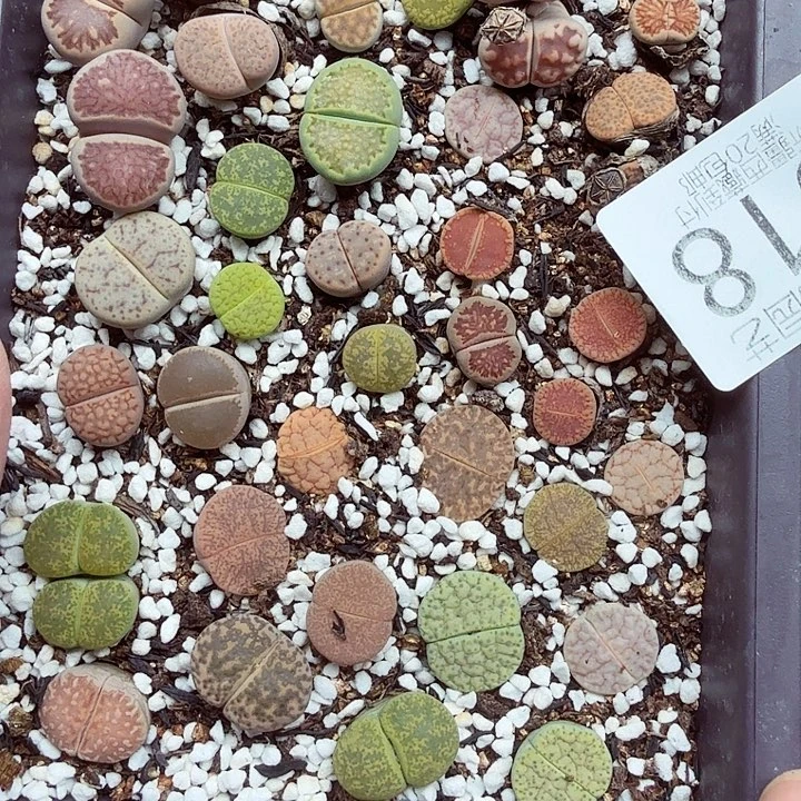 这个点睡起来都还困吗518