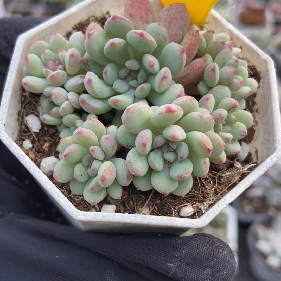 944小萌豆多肉植物