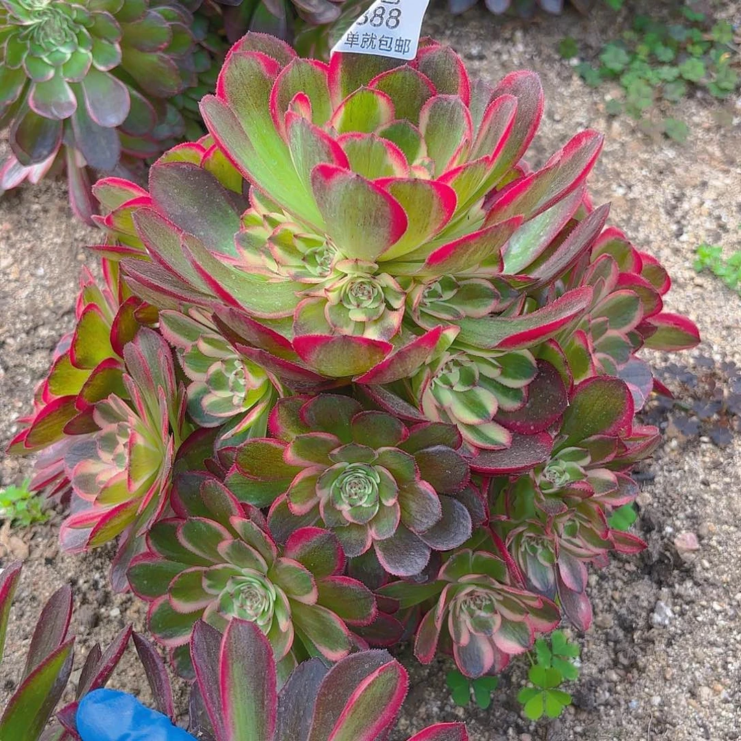 火龙果手捧多肉植物六号388