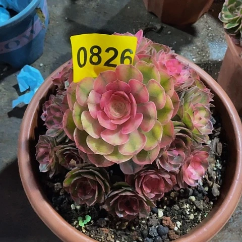 0826荔枝多肉植物