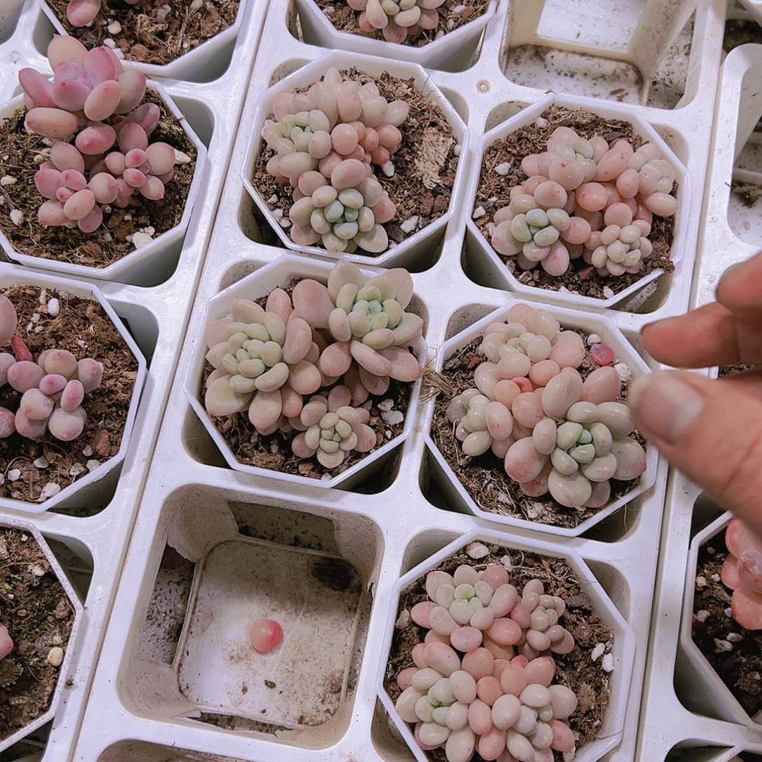 小洛可可群19包邮多肉