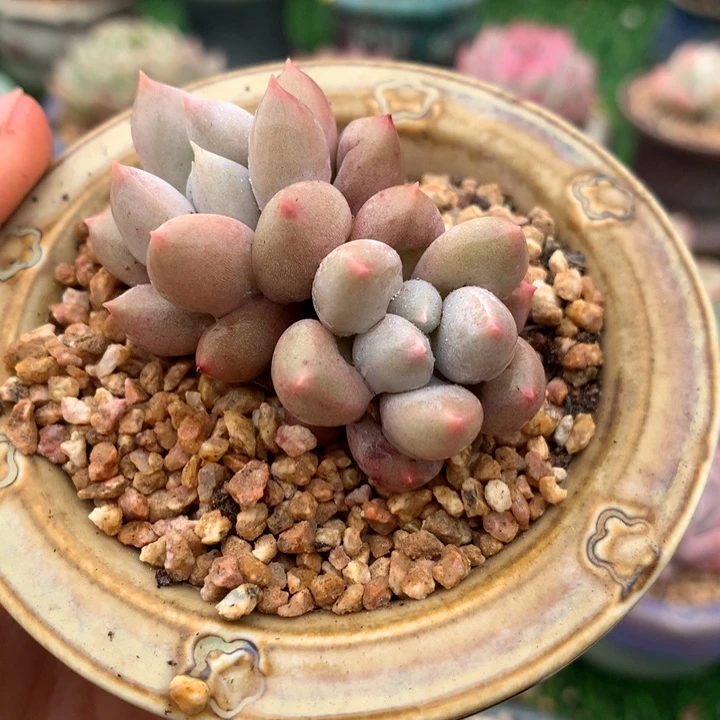 哥特萝莉  带盆