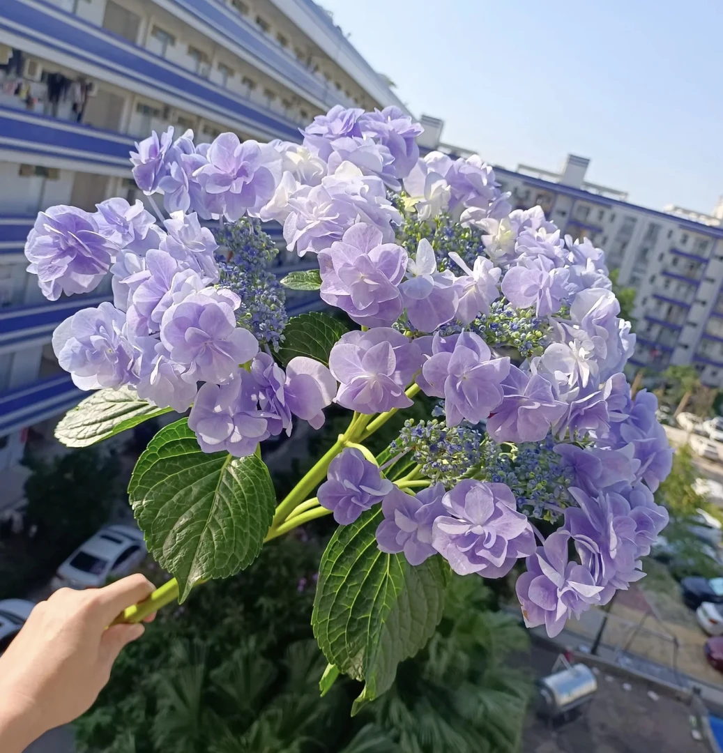 程程花园店-露天大花绣球【头花】桩子发货不带花-新老枝条开花