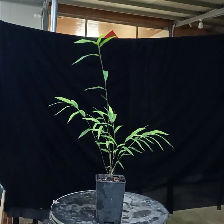 完全开放内门竹内门竹内门竹内门竹