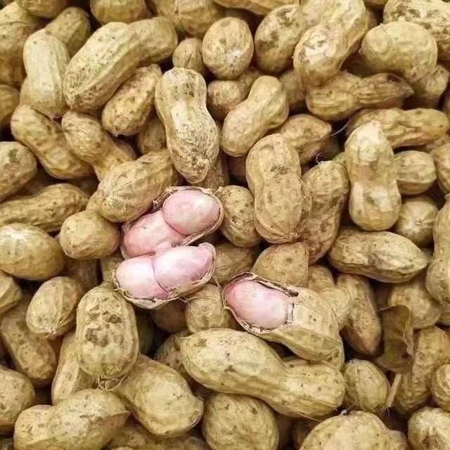 安徽2025当季生花生新鲜花生带壳粉红皮薄皮湿花生现挖现发带泥发