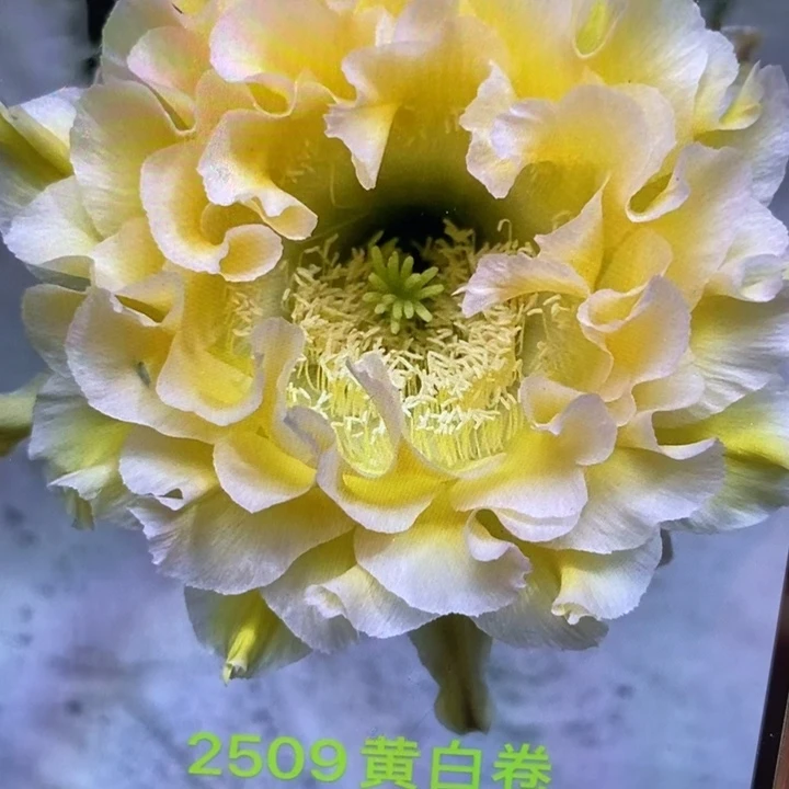 香香2509侧芽4公分左右