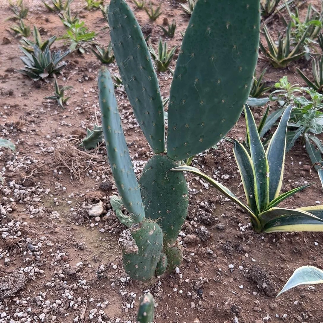 多肉植物仙人掌大颗