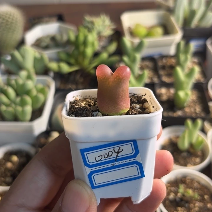 0004 毛汉尼多肉植物