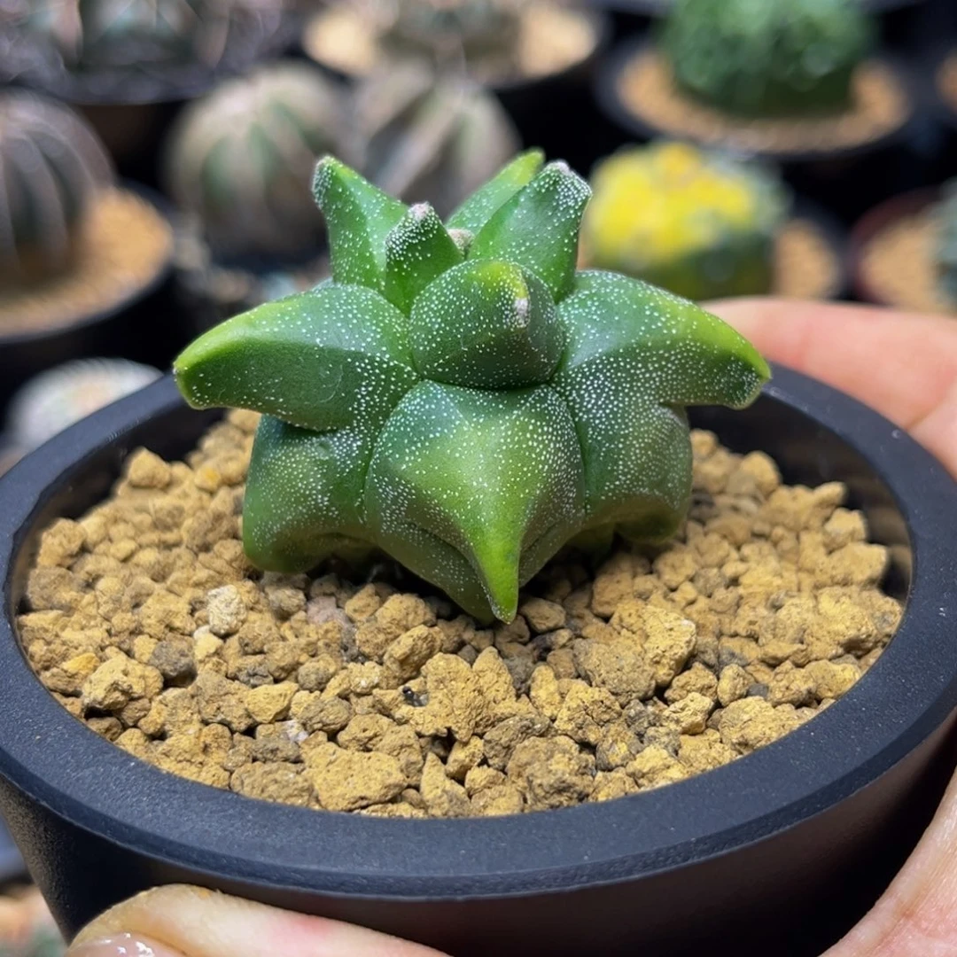 黄体角尤Zzzzzzzzzzzzzzz