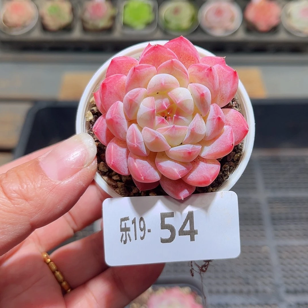 木乐19-54白桃单头