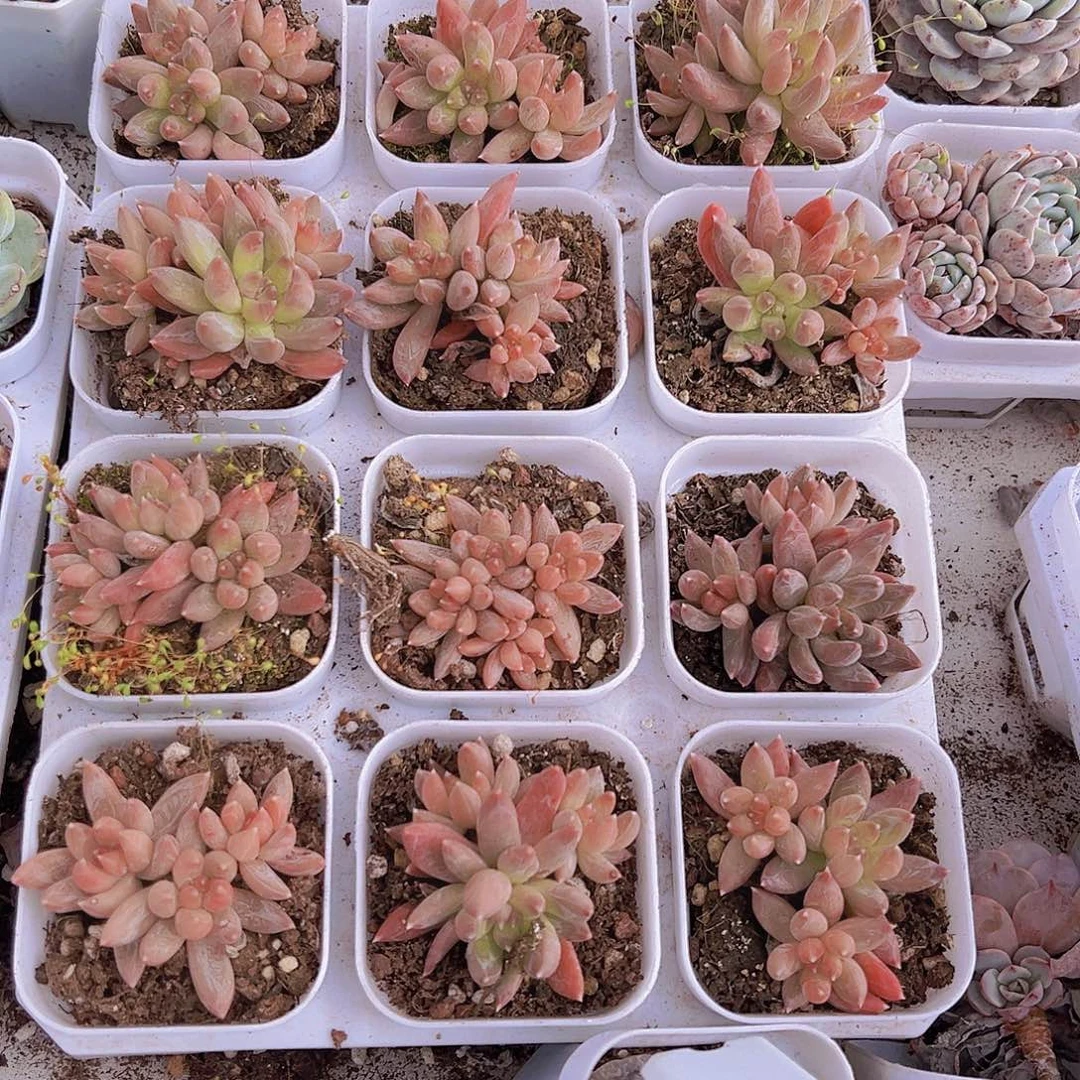 炫彩星样品19包邮多肉