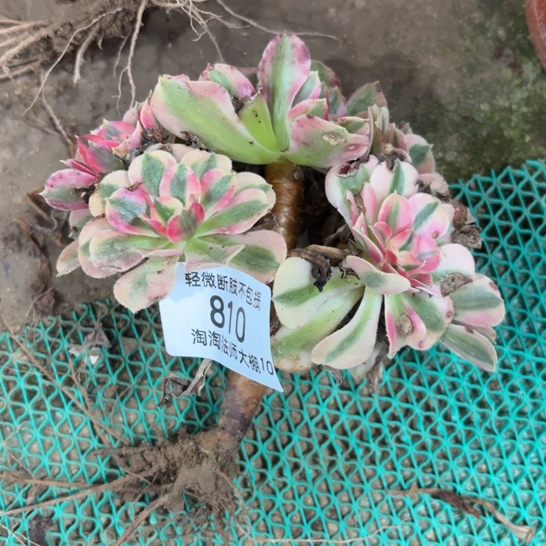 唐***猫810粉女巫缀化多肉植物